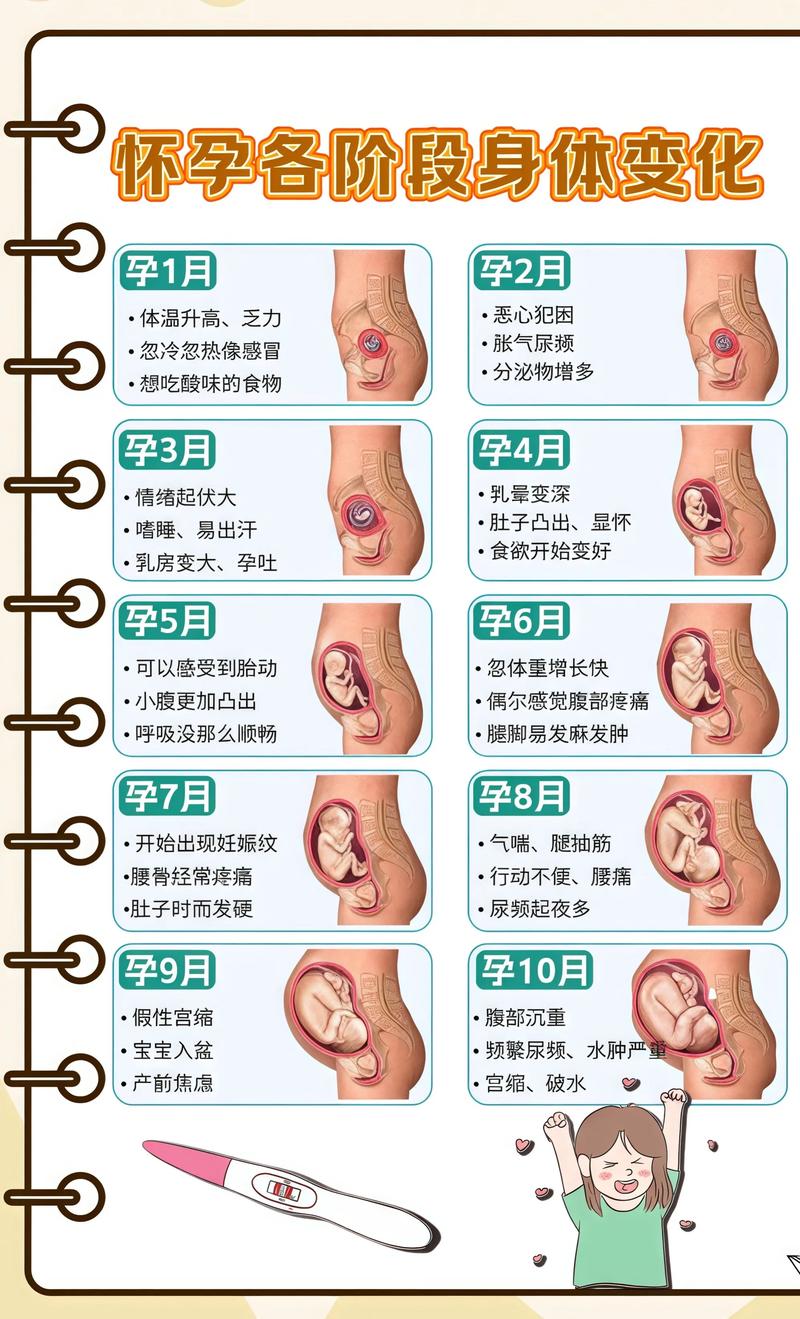 揭秘供卵代孕妈妈怀孕小腹分两节，孕期变化的奥秘海西代生机构: